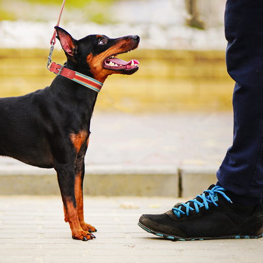 Adjustable Dog Collar and Leash Set - Perfect Fit for All Breeds - MANDOTOS