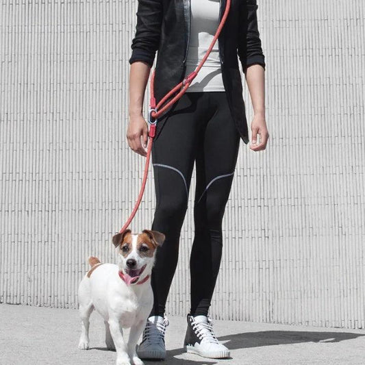 GlowGuide Reflective Nylon Dog Leash - MANDOTOS